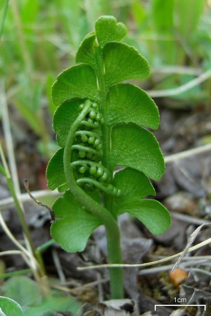 Moonwort Fern