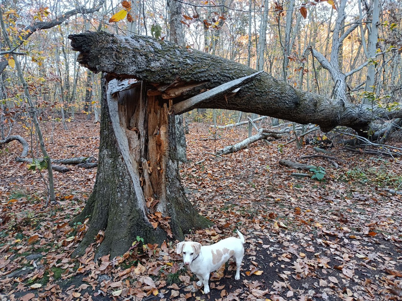 OnePlus Nord N300 5G camera image samples