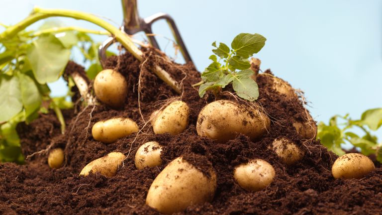Gardener Scott tips for potato harvesting: Digging up organic potatoes