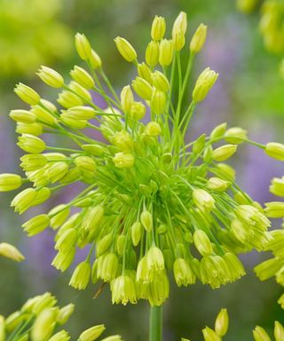 Allium convallarioides