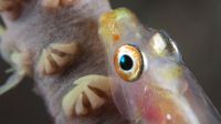 Close-up of a whip coral goby, Beqa Lagoon, Fiji