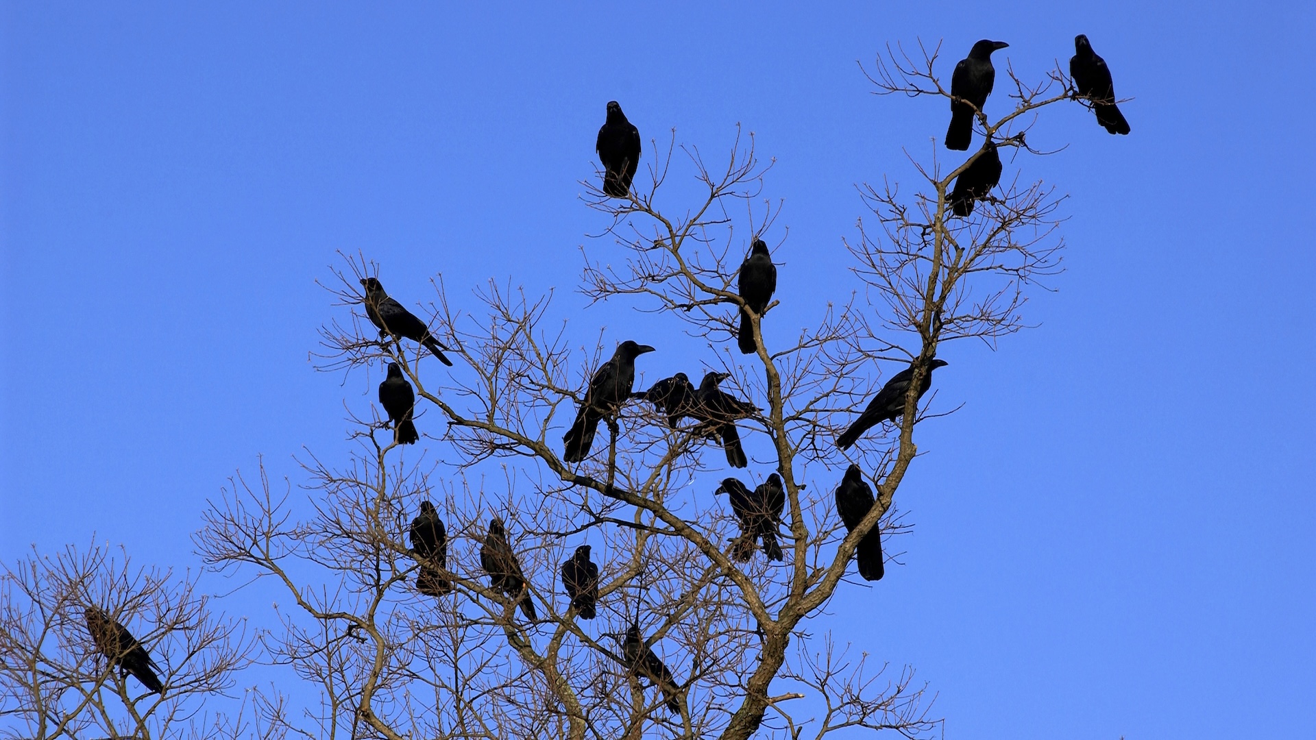a flock of crows in a tree against a blue sky