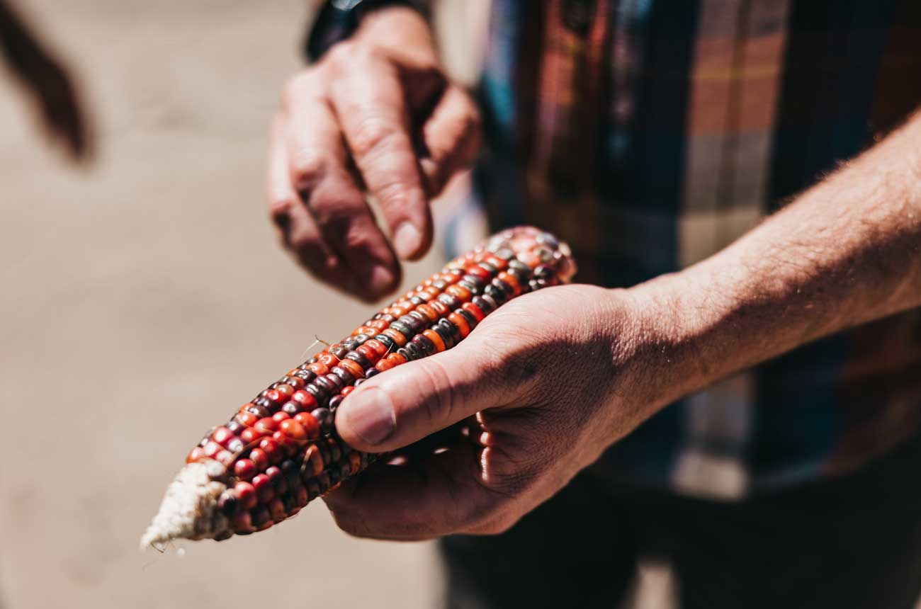 Heirloom corn variety used at Milden Mill Distilling