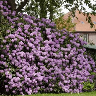 A lavendar shrub