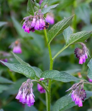 Comfrey plant with pink flowers and a bee