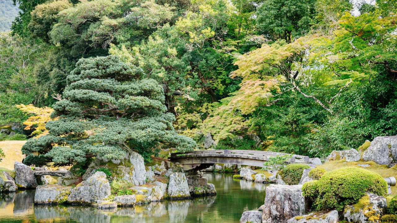 trees in a Japanese garden