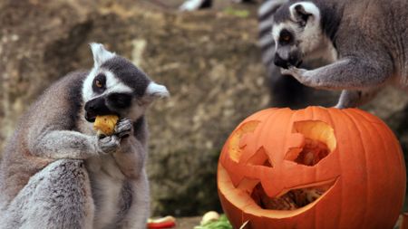 Two lemurs eat pieces of a carved pumpkin