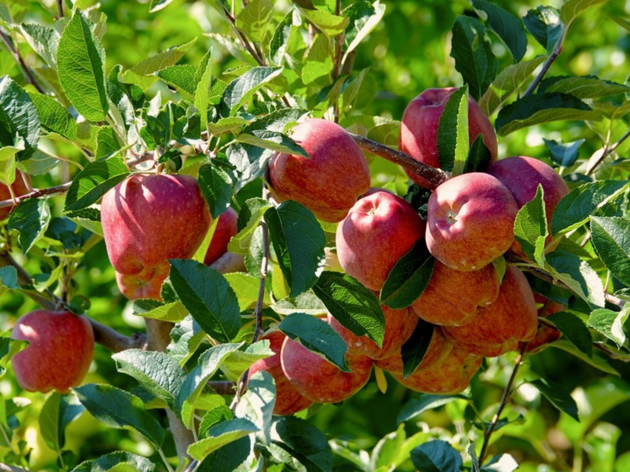 Spur Bearing Apple Trees