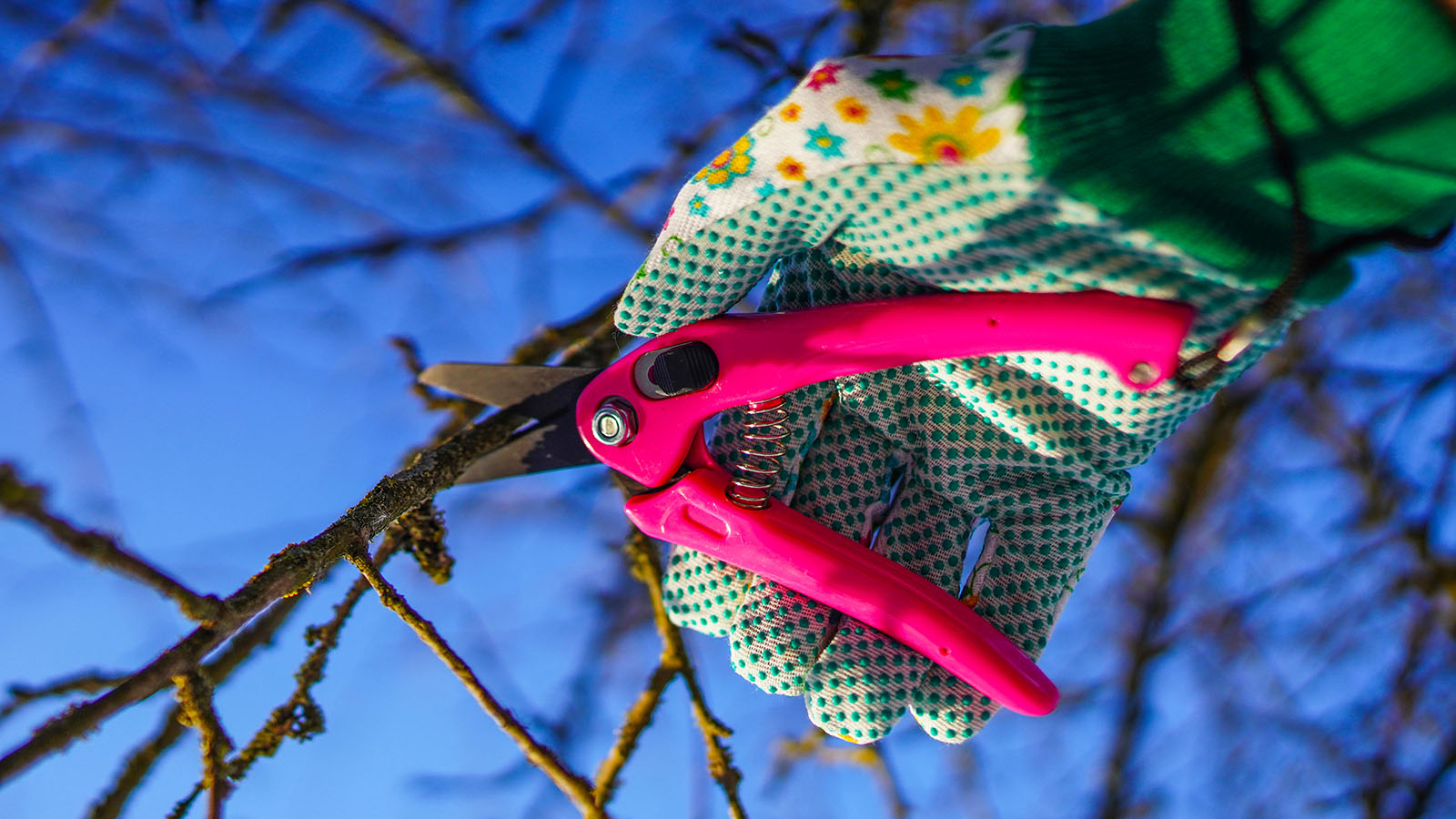Pruner. Cut branch use branch cutter. Cutting branches on apple tree use Garden pruning shears. Spring trimming tree branch in garden. Pruning tree with clippers on backyard. Pruning tools. Cutter