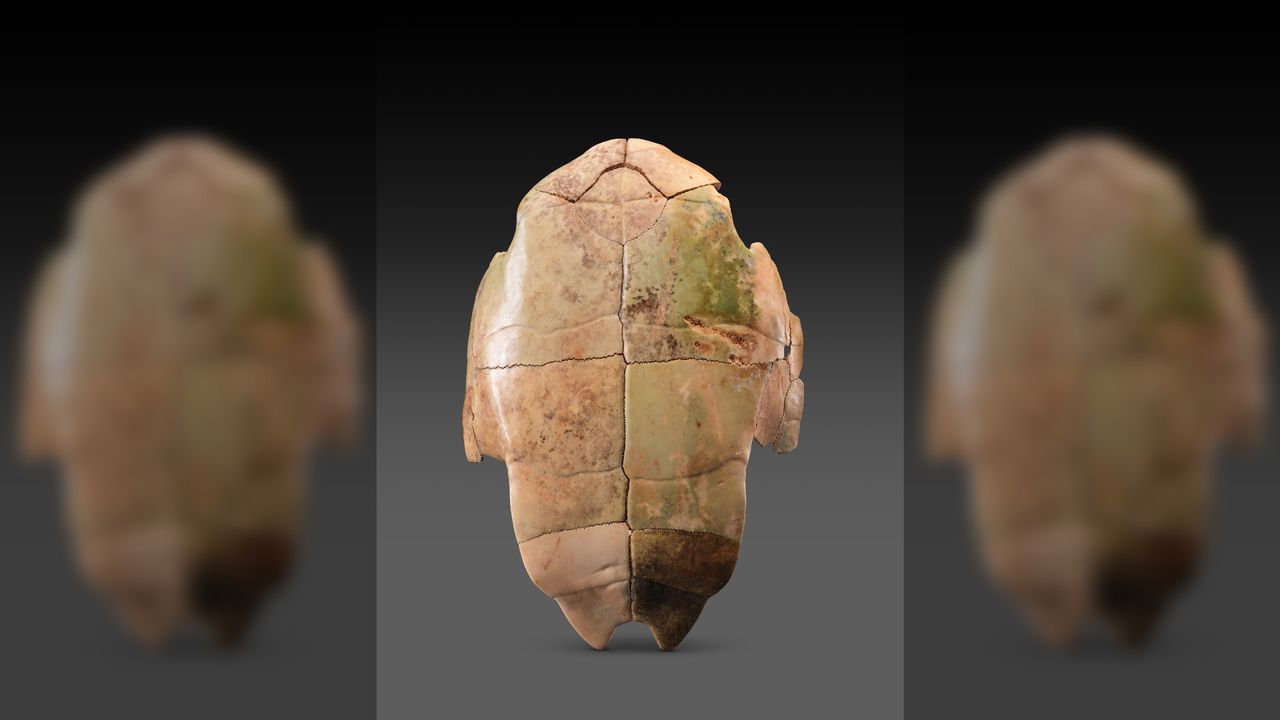 The archaeological site dates from the period of the Bronze Age Shang Dynasty, between about 1600 and 1000 BC. This tortoise shell may have been used for divination.