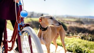 Dog standing next to a bike