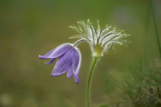 GuruShots - Macro Moments