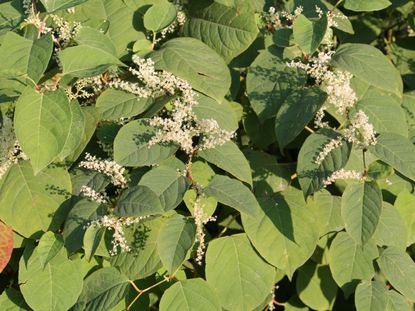 Japanese Knotweed Plants