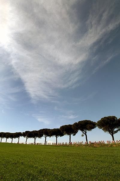 Tree-lined roads