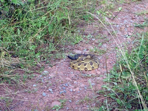 This rattlesnake likes the Shenandoah Mountain 100 trails, too.