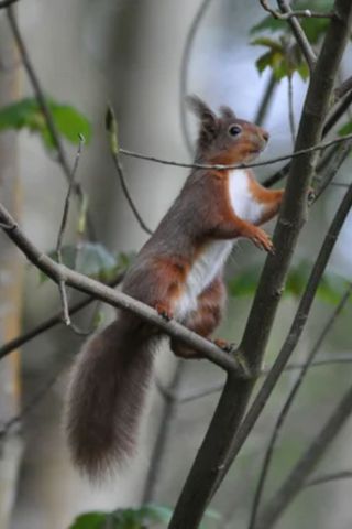 gift cards - national trust squirrel in a tree