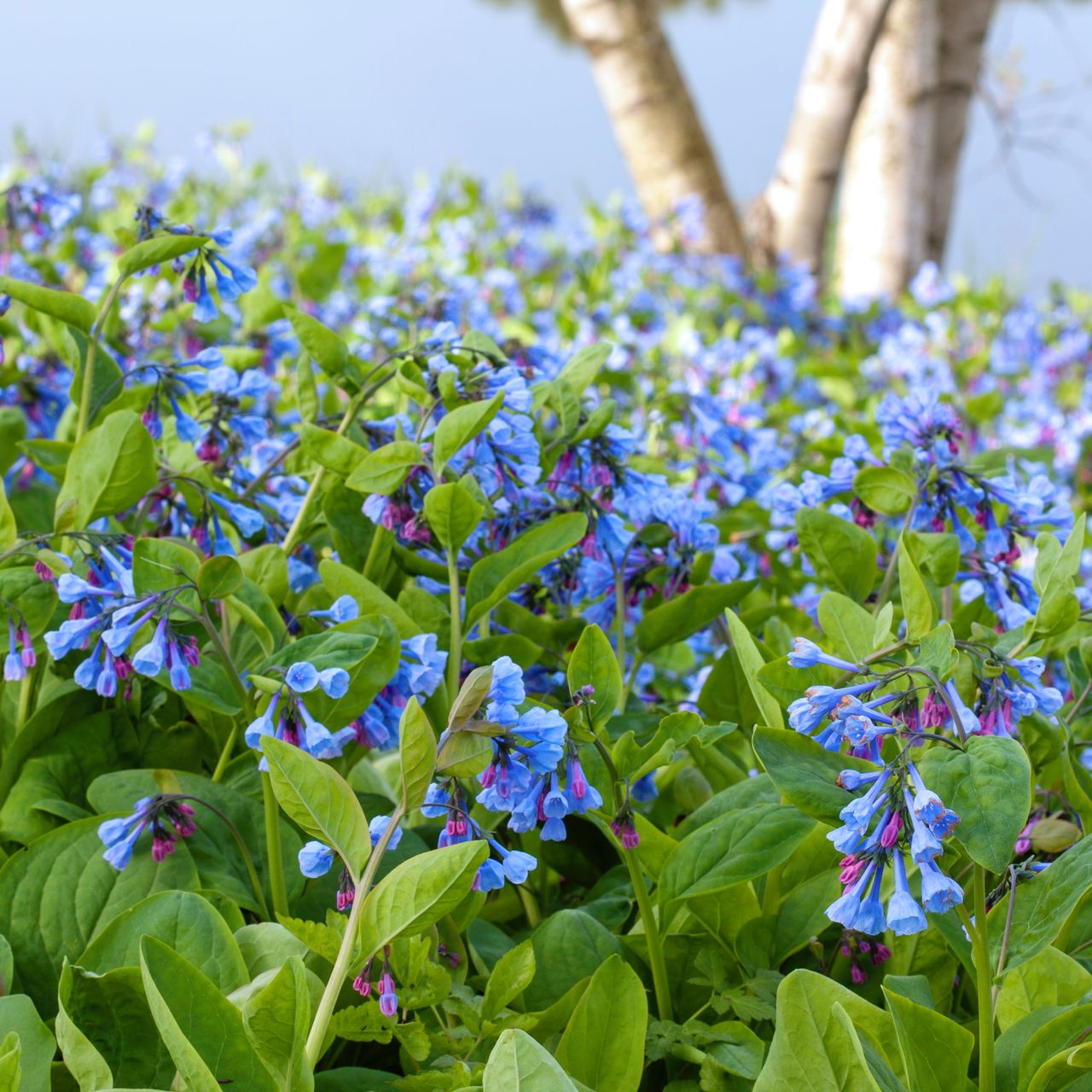 hillside covered in virginia bluebells 