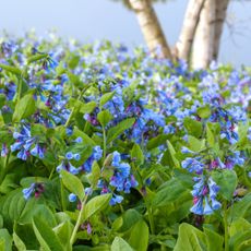 hillside covered in virginia bluebells