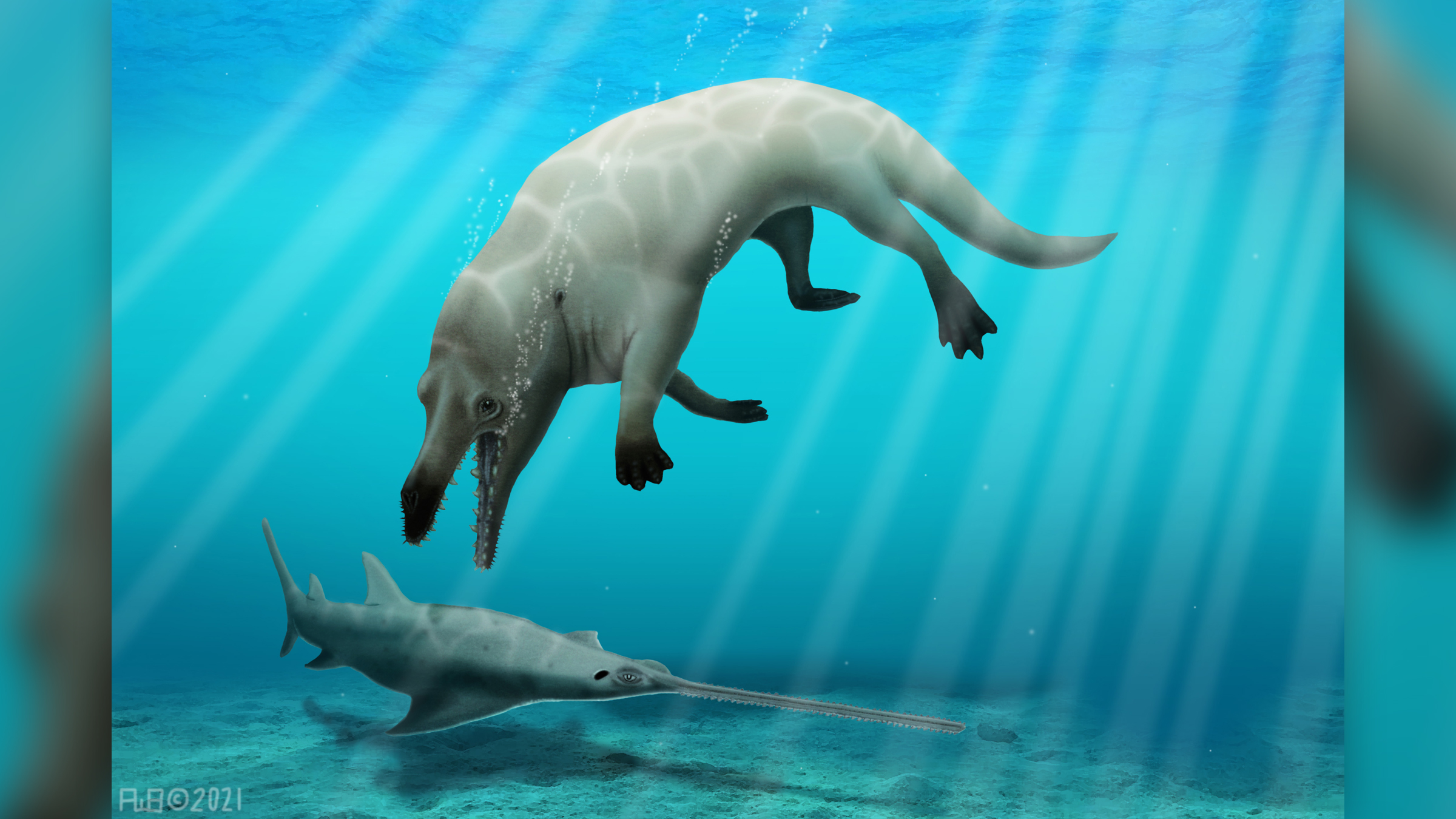 The semiaquatic whale walked on land and swam in water.