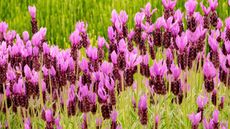 lavender varieties Papillon flowering in summer border