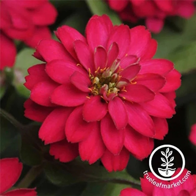 Zinnia Seeds - Zahara Series