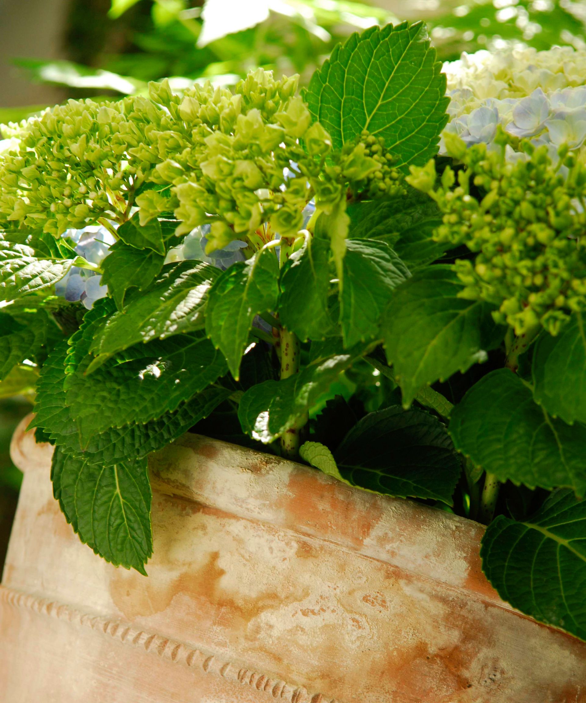 hydrangea growing in a terracotta pot