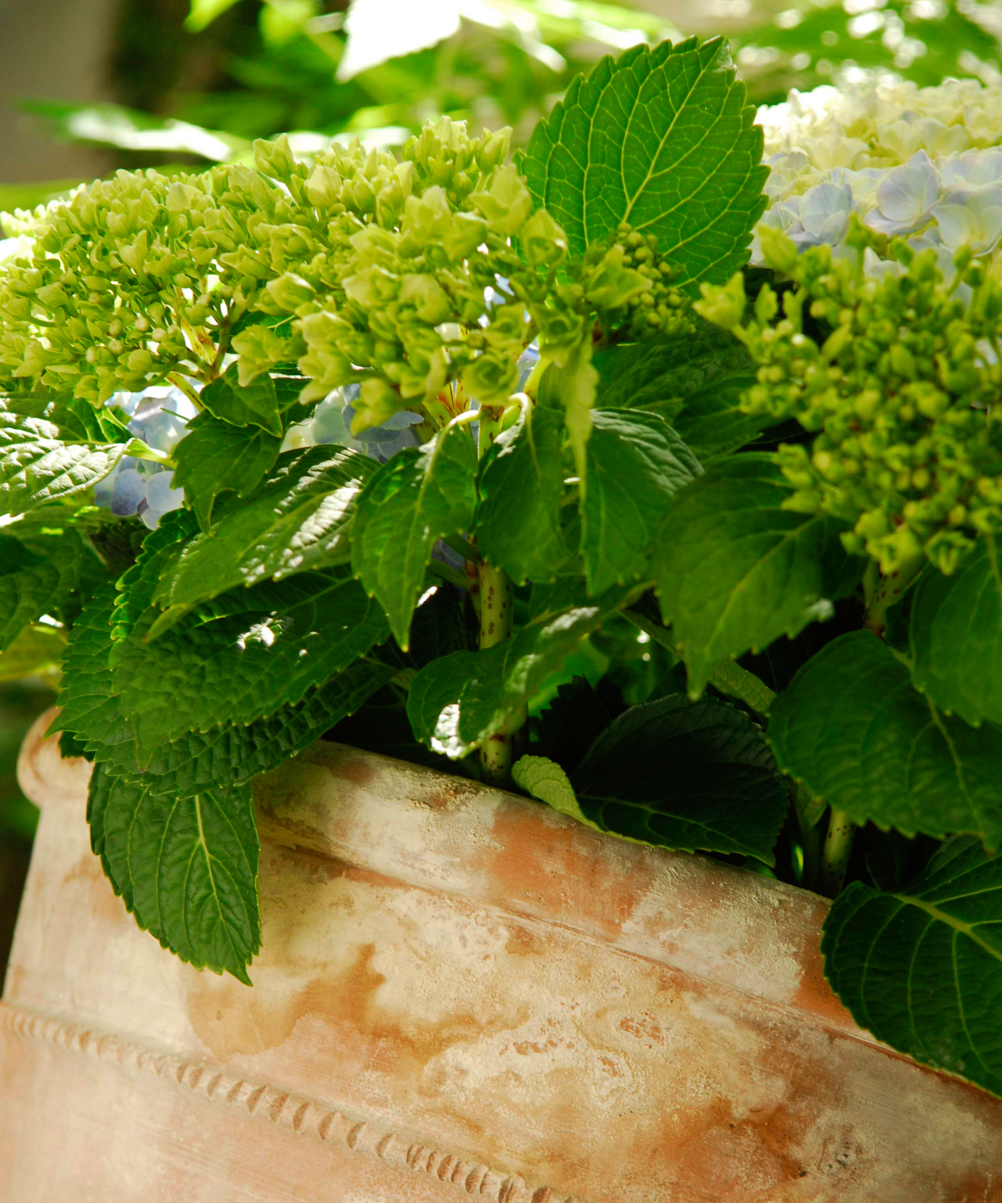 hydrangea growing in a terracotta pot