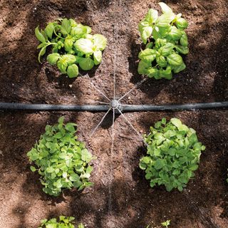 Birds eye view of Hozelock Dripper watering herb plants