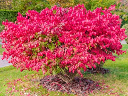 Bright Colored Burning Bush