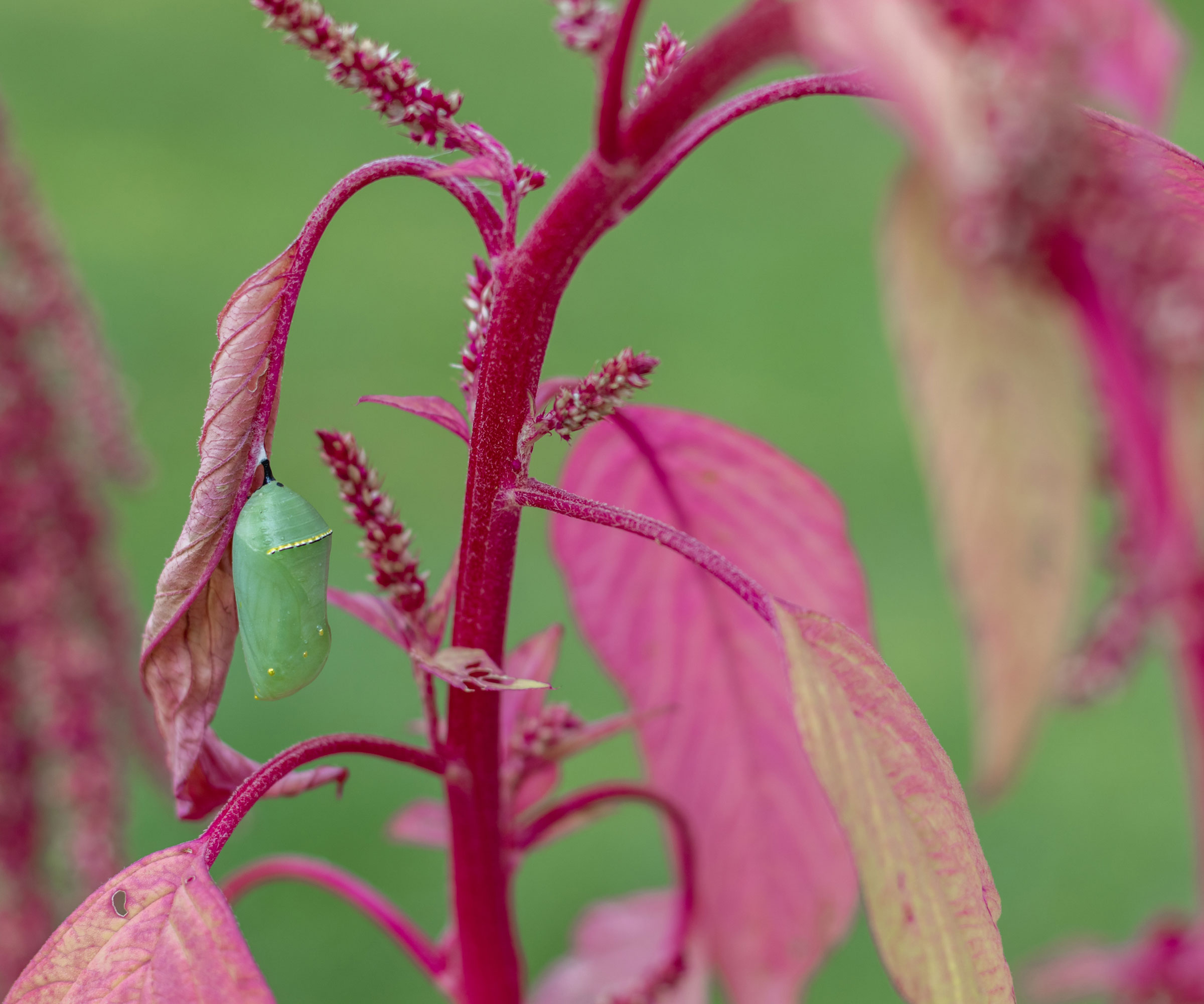 monarch chrysalis hanging from amaranth leaf
