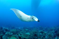 A juvenile manta ray at Flower Garden Banks National Marine Sanctuary.