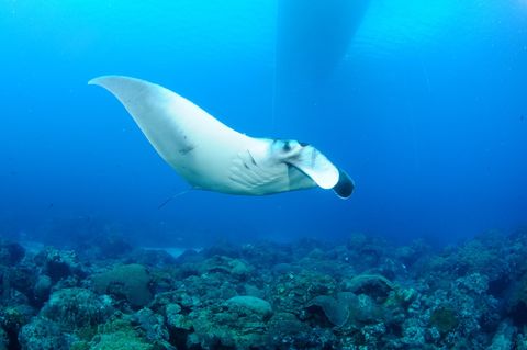 baby manta ray pictures