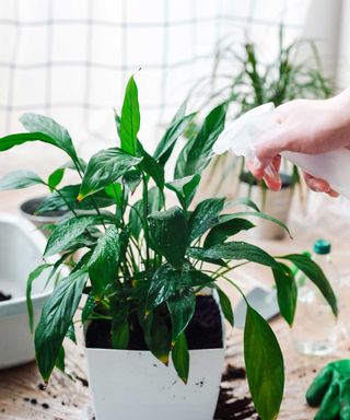 misting peace lily