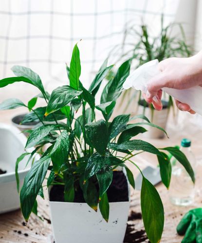 Avoid this common mistake when watering your peace lily | Gardeningetc