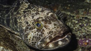 The Pacific lingcod, Ophiodon elongatus, in Monterey, California.