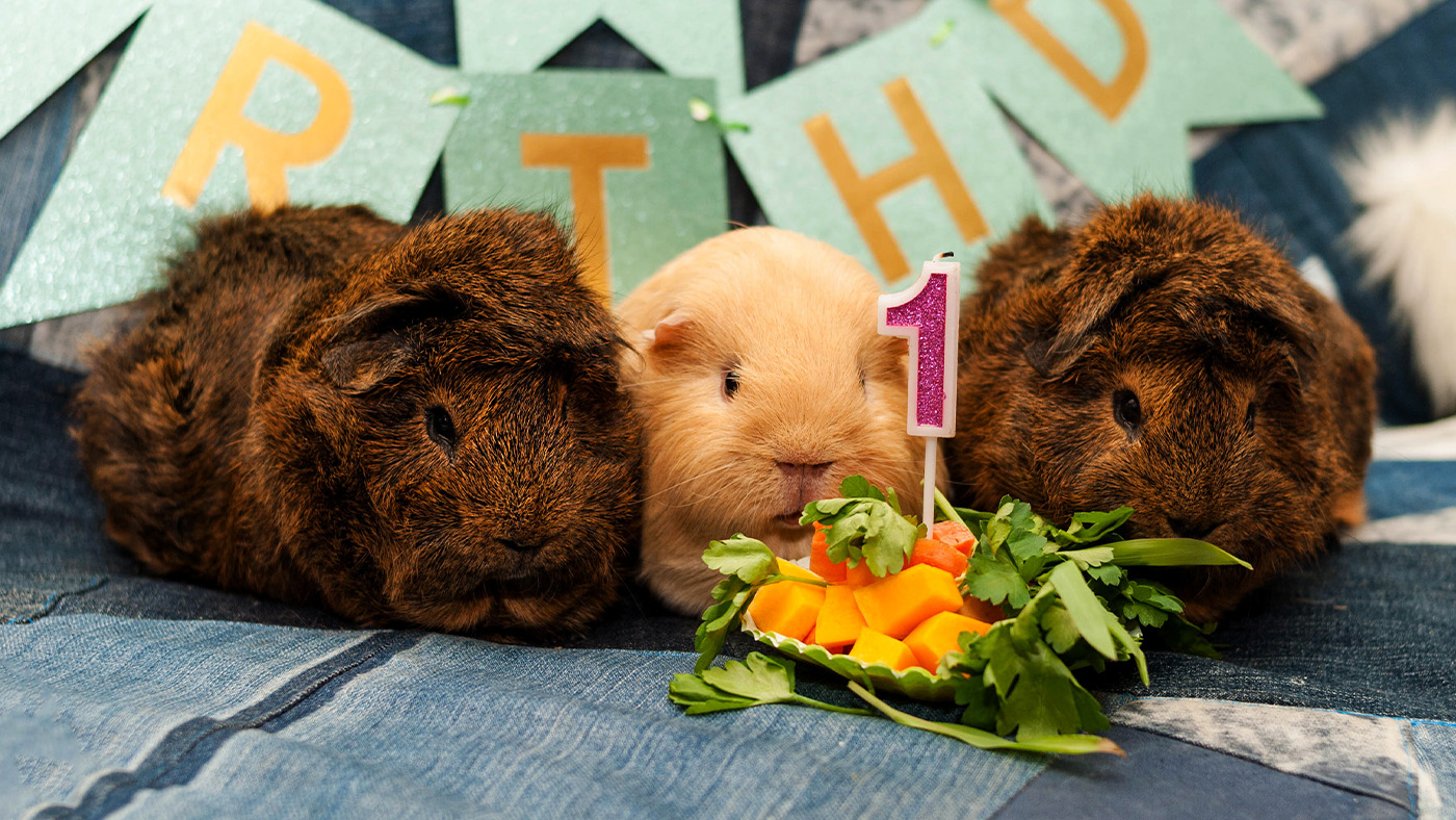 Three guinea pigs with birthday banner and pile of veg with a candle