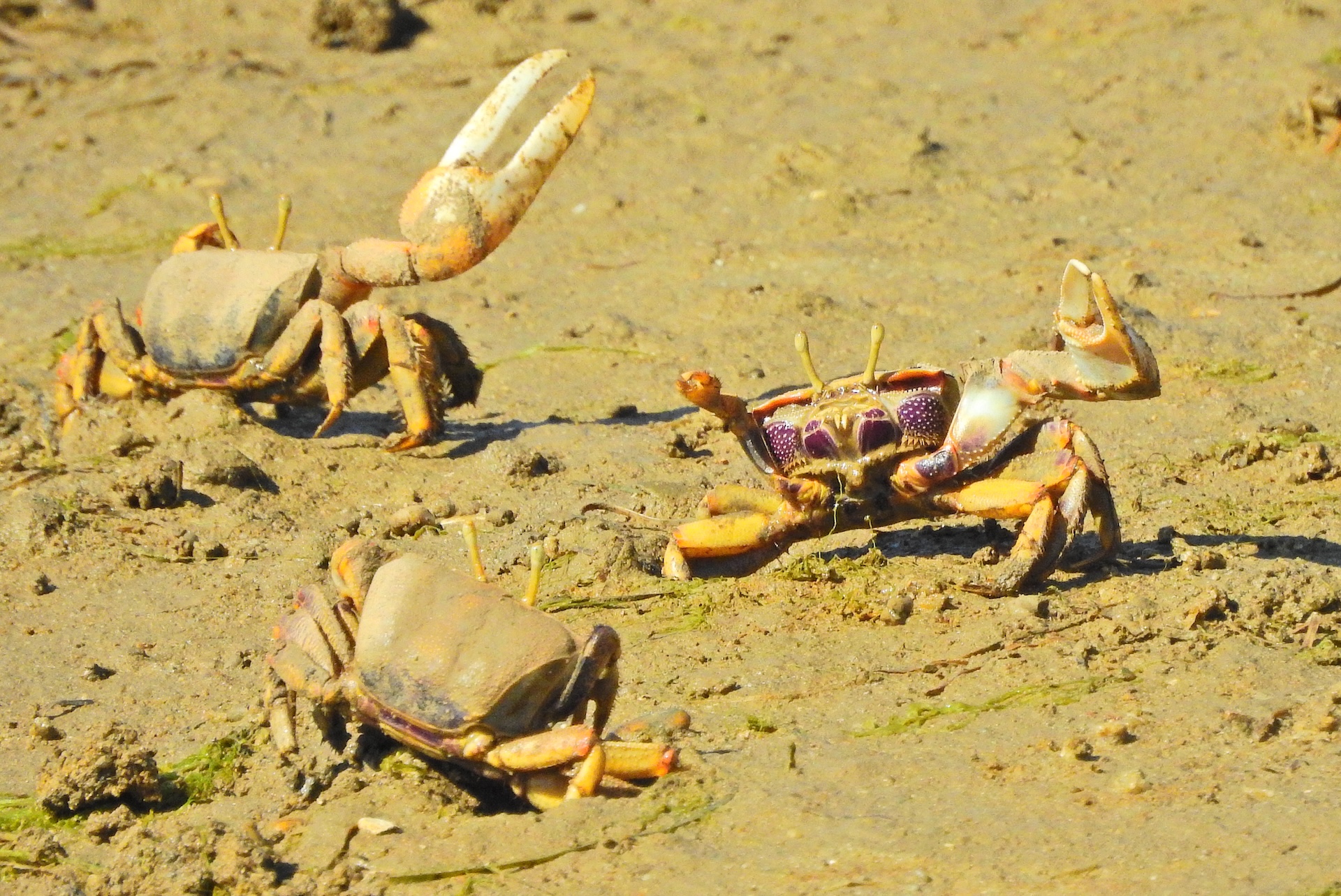 three fiddler claws on the sand holding up their claws