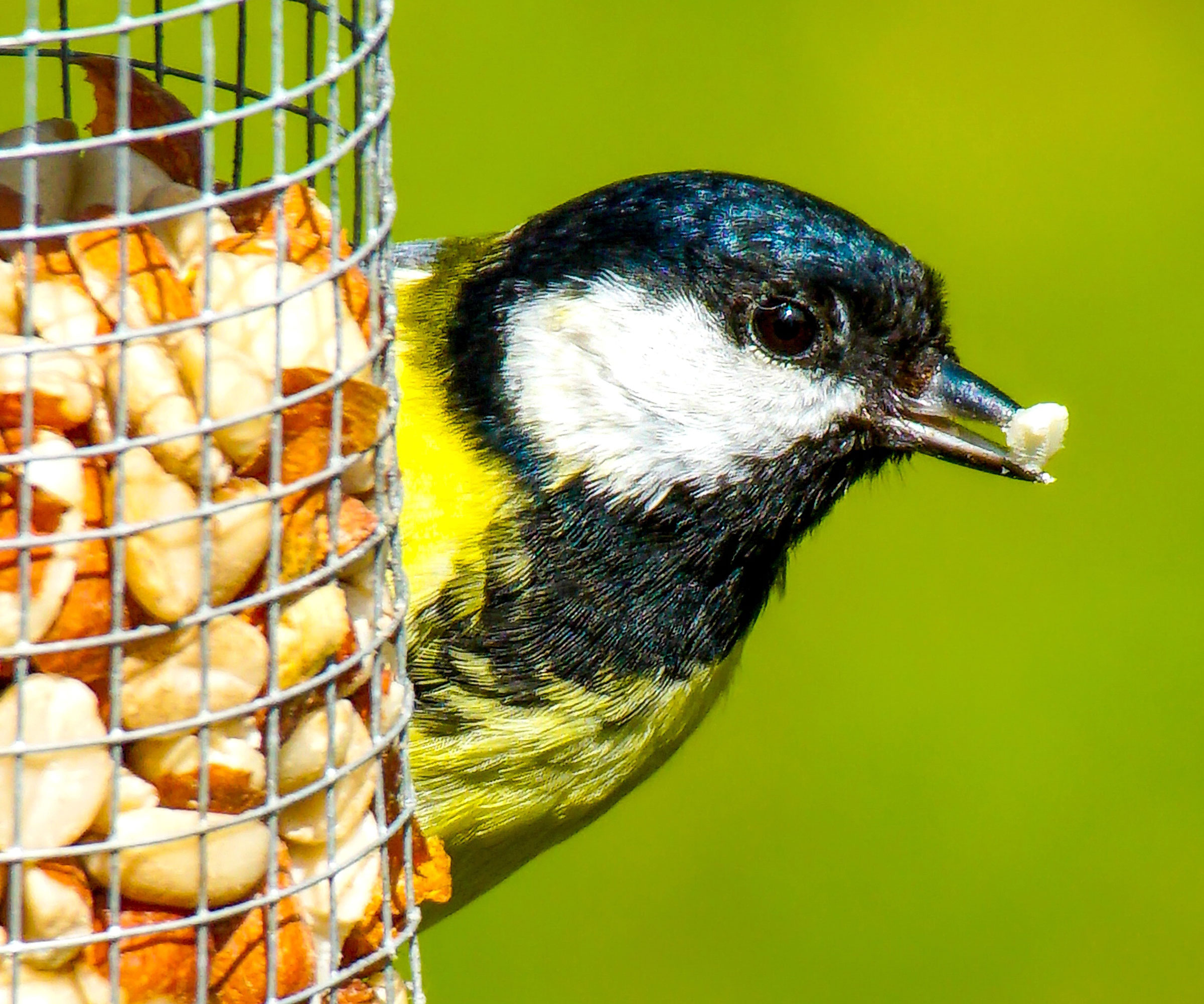 great tit sitting on nut feeder with nut in beak
