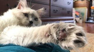 Ragdoll cat's tufty paw