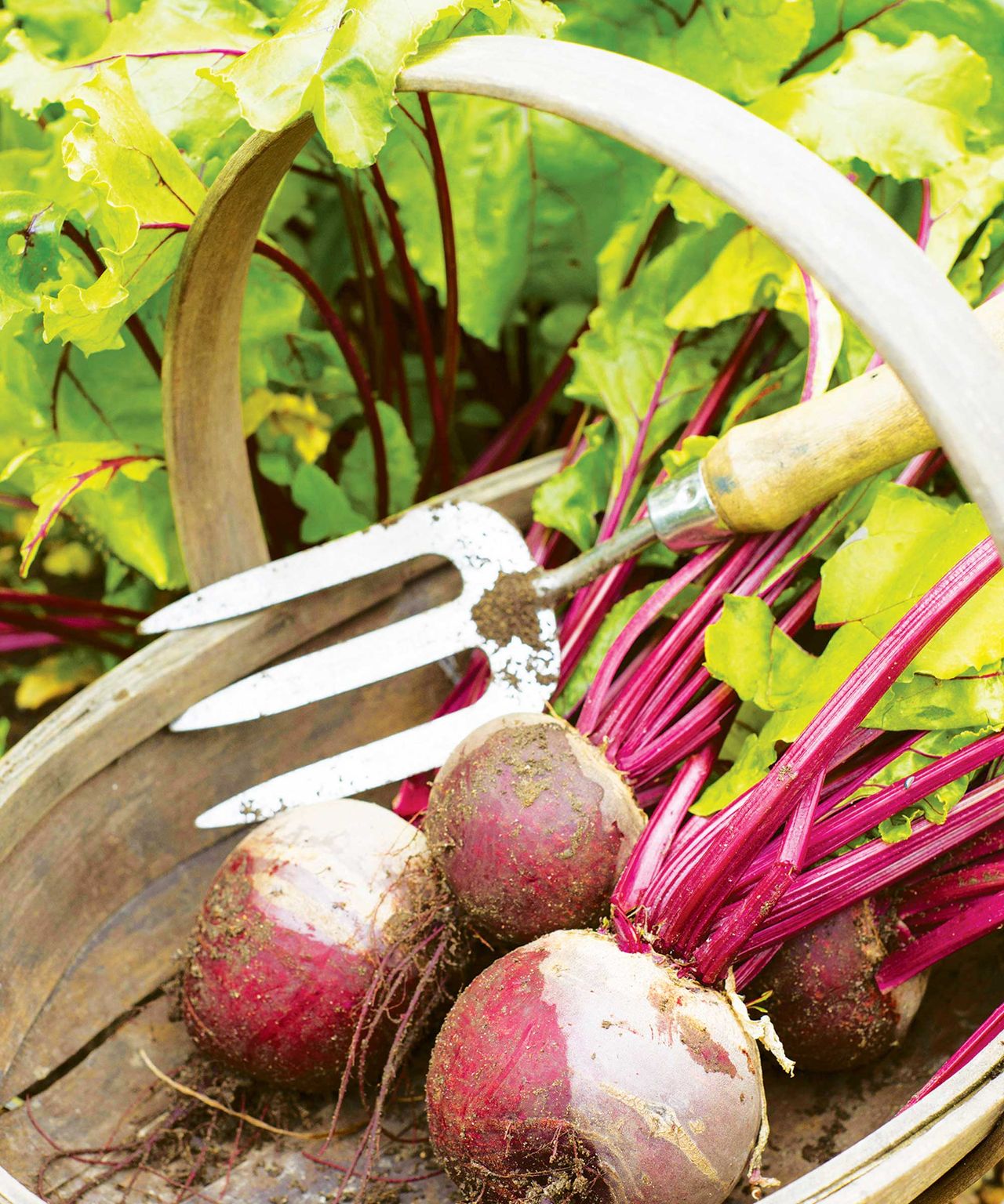 Home Advice Vegetables to plant in August: top 10 crops to sow and grow for months of easy harvests 8 Pablo beetroot being lifted at harvest