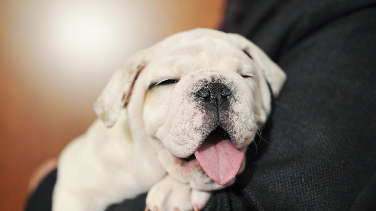 NEW YORK, NY - FEBRUARY 26: Bulldog puppy Winter attends the American Kennel Club Top Breeds of 2014 reveal at AKC Headquarters on February 26, 2015 in New York City. (Photo by Jenny Anderson/WireImage)