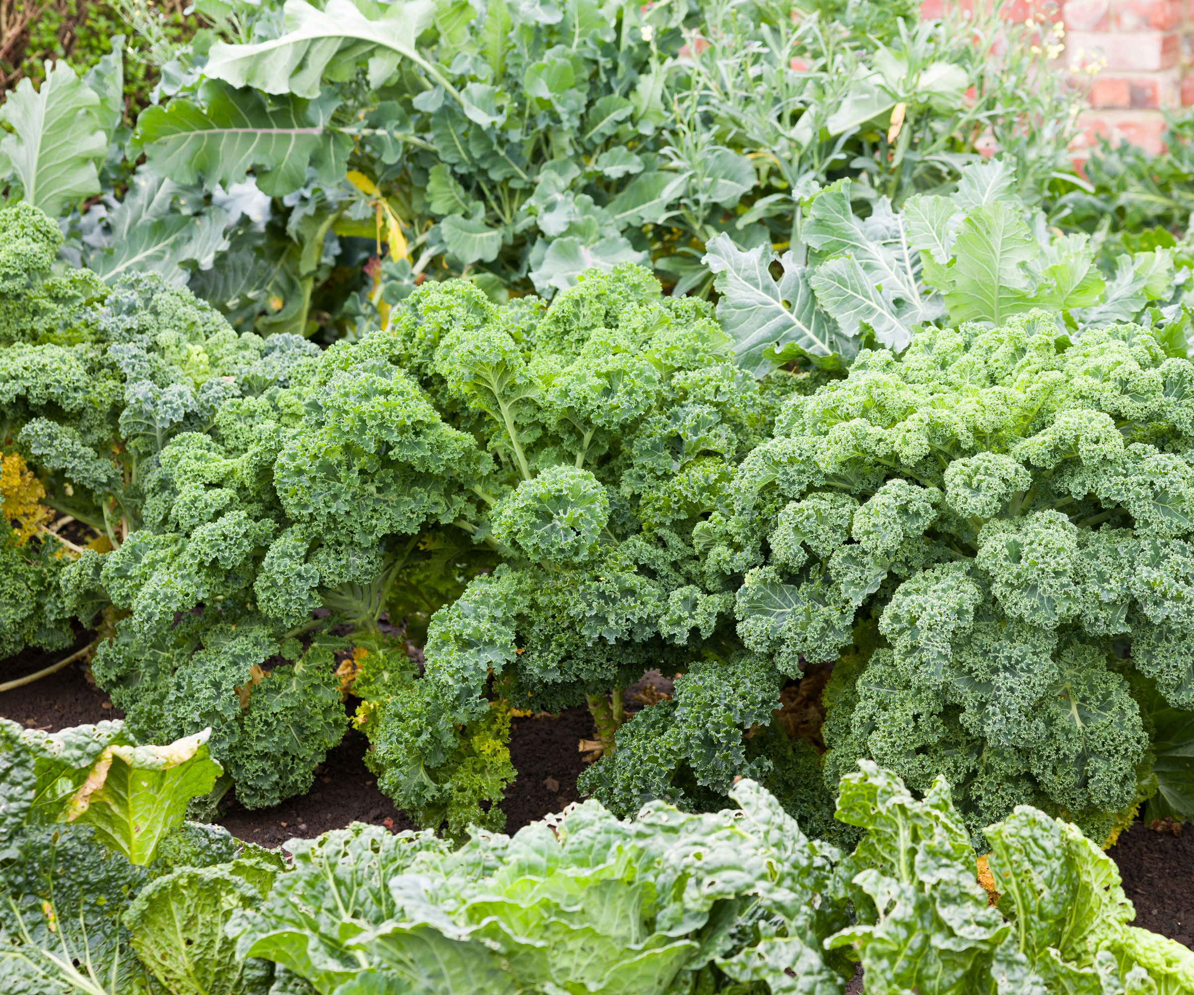 kale plants planted in mixed vegetable bed