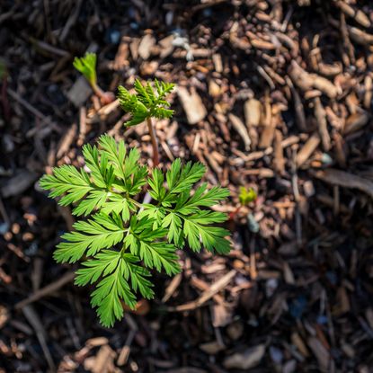 Bare Root Bleeding Heart Plant