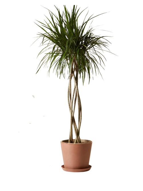 Dracaena Marginata Open Weave