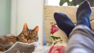 Cat chilling out with owner on couch