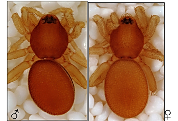 A male and a female member of species Volboratella toliara.
