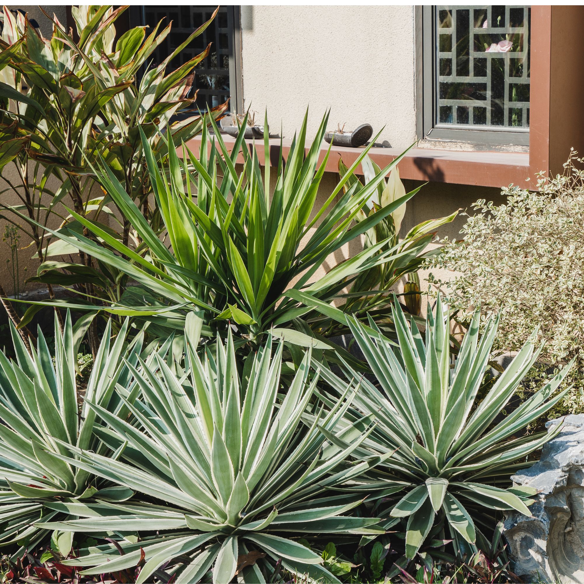 agave in front garden container