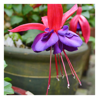 A close-up of red violet fuchsias