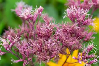 Close up view of Purple blooming Sweet Joe-Pye weed wildflower blossoms