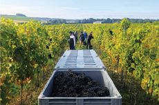 The Langham team harvesting in Dorset